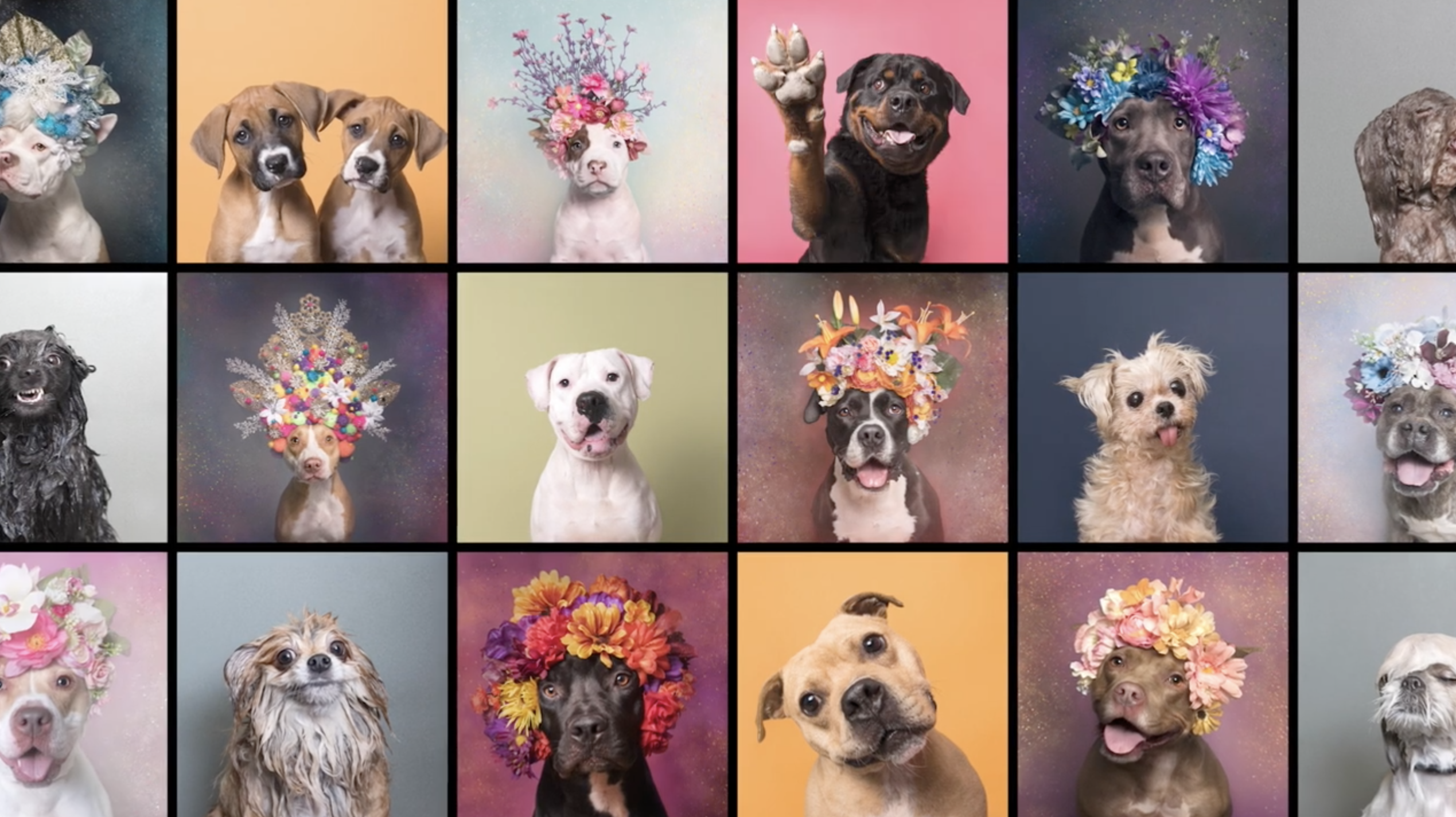 Apple :: Expressive Pet Portraits with Sophie Gamand